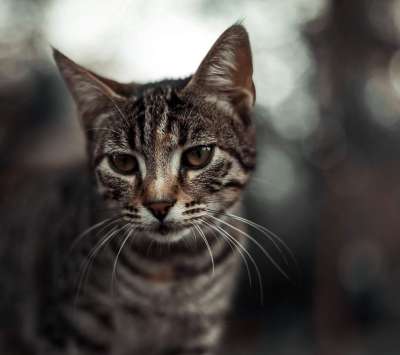 猫 宠物 猫科动物 动物 毛皮 基蒂 国内的 国内的猫 猫肖像