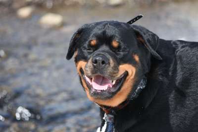 狗 微笑 罗威纳犬 动物 犬类