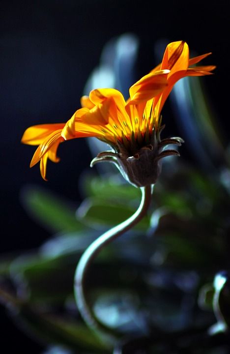 鲜花 花园 庭园 自然 花瓣 大量的 春天 开花 大自然公园