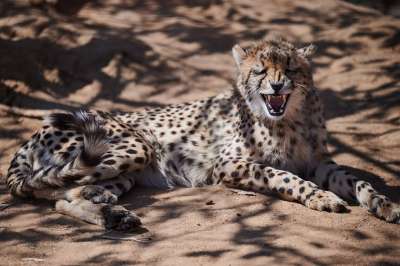 猎豹 捕食者 猫 野生动物 克鲁格国家公园 南非 动物