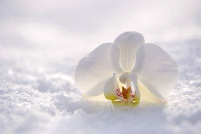 兰花 花 开花 自然 雪 太阳 阳光 白色的 冬天 静物