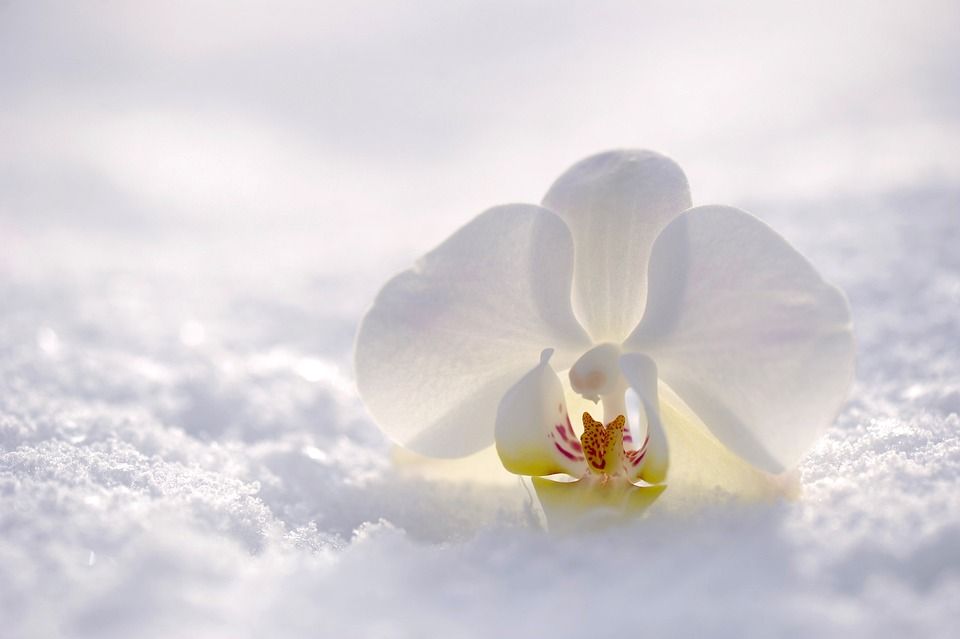 兰花, 花, 开花, 自然, 雪, 太阳, 阳光, 白色的, 冬天, 静物