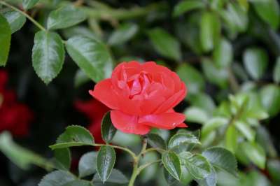 红玫瑰 荆棘 红色 花瓣 自然 花 爱情 花束 节日