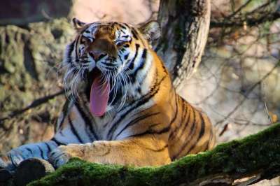 动物 老虎 哺乳动物 物种 动物群 野生动物 大猫 捕食者