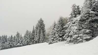 冬天 枞树 雪 寒冷的 森林 针叶林 十二月 针叶林 针叶林