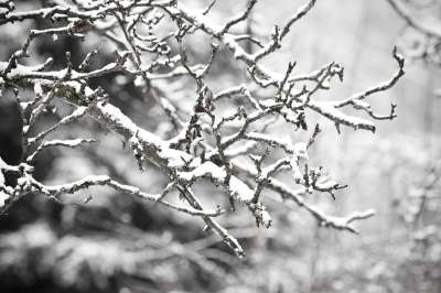 雪 枝杈 寒冷的 枝条 冬天 天气 树 圣诞节 雪花