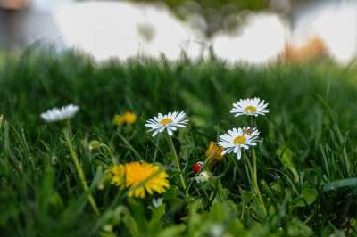 瓢虫 蜜蜂 草地 花朵 草地上 性质 工厂 夏天 颜色 黄色