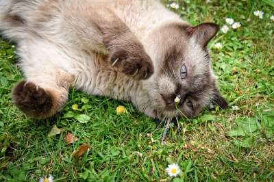 英国短毛猫 猫 家畜 英国 短发 家猫 纯种 野生动物 品种猫