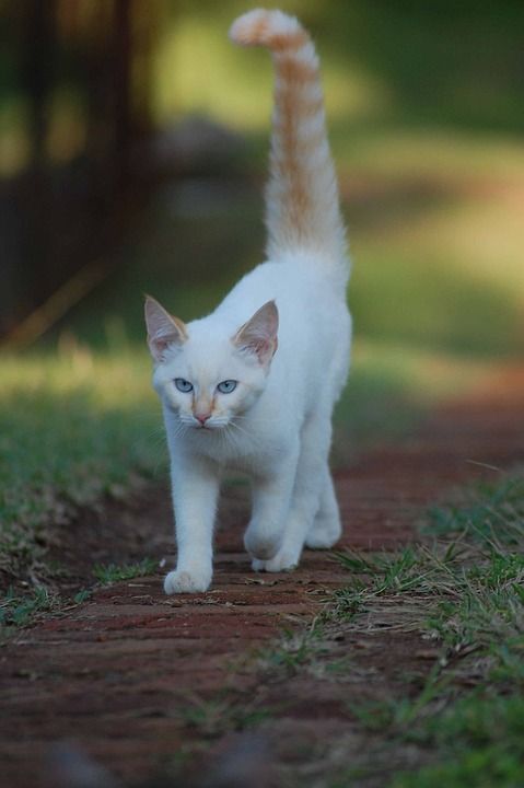 猫 步行 宠物 动物 哺乳动物 年轻 可爱的 户外 毛皮 小猫