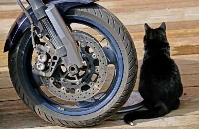 摩托车 车轮 猫