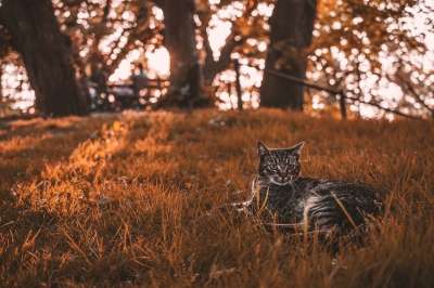 猫 西 太阳 草 橙色 树木 光 对比 动物 丛林 草地