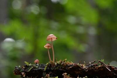蘑菇 掌舵 森林 苔藓 落下 自然 真菌科学