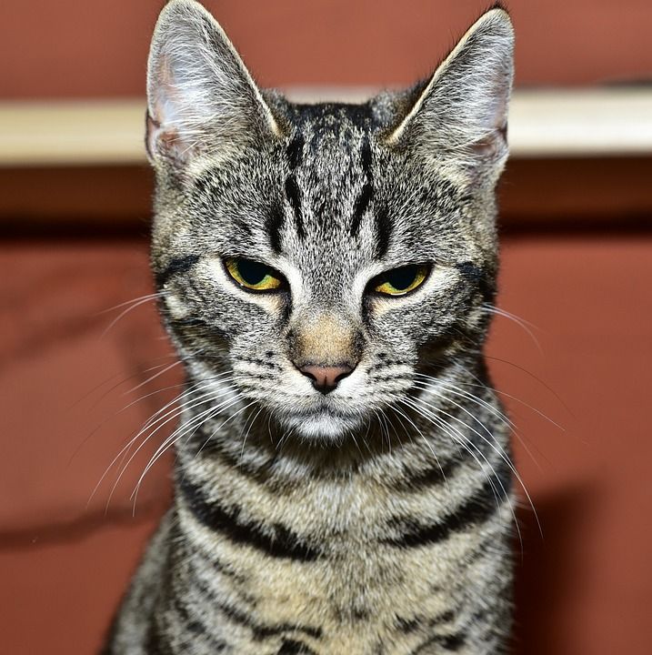 猫 家畜 动物 晶须 家猫 Katzenkopf 猫脸 眼睛