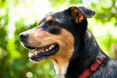 牧羊犬 狗 肖像 动物 家畜 鼻子 头 动物肖像 狗的头