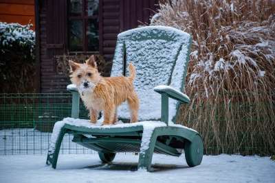 老山小猎犬 狗 冬天 宠物 雪 户外