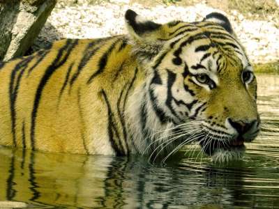老虎 捕食者 猫科动物 条纹 大猫 水 冷却下来 危险的 条