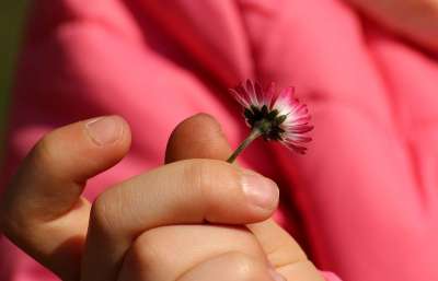 雏菊 孩子的手 春天 性质 孩子们 植物 手
