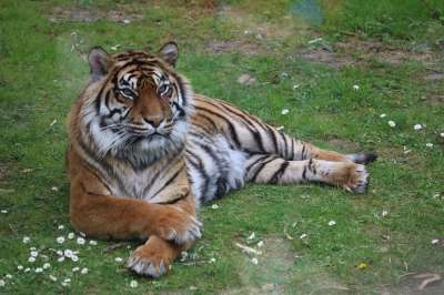 虎 动物园 捕食者 自然 猫 肉食的 哺乳动物 危险 丛林