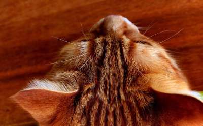猫 鲭鱼 肖像 乐趣 红色的 大花猫 小猫 红猫 虎猫 家猫