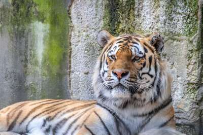 老虎 西伯利亚 动物 生物 捕食者 大猫 危险的 食肉动物 猫