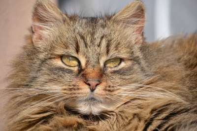 猫 鲭鱼 灰色的 家猫 动物 猫脸 长发