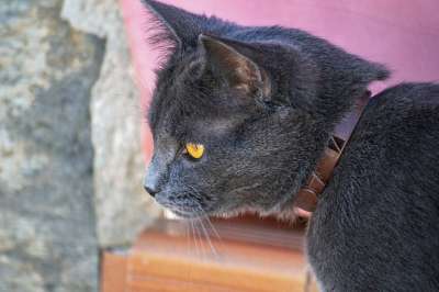 猫 吉祥物 可爱 肖像 猫科动物