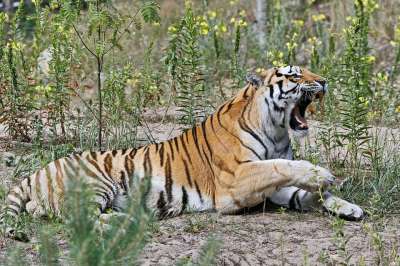 动物 老虎 哺乳动物 物种 动物群 野生动物 怒吼 捕食者 猫