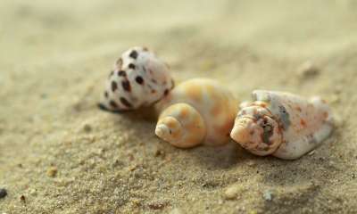 贝类 蜗牛 沙 海滩 假期 蜗牛壳 壳 螺旋 海上 旅行