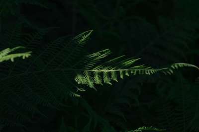 蕨类 绿色 叶蕨 植物 森林 自然 关闭 光与影