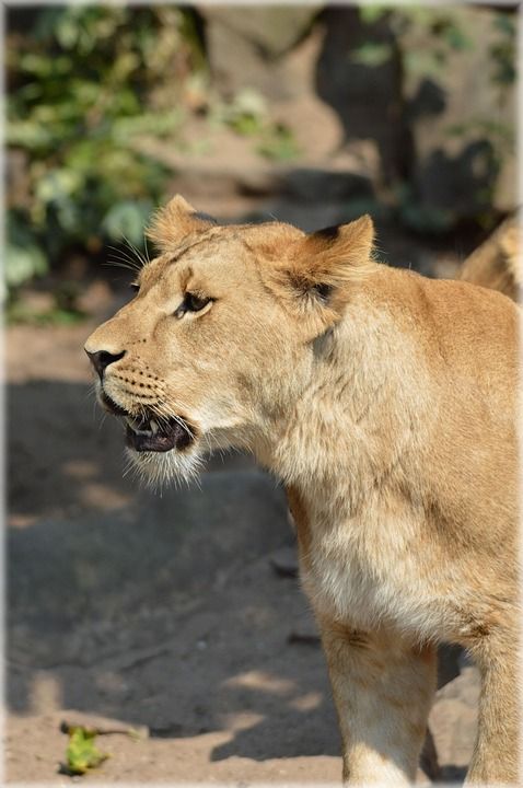 母狮 狮子 捕食者 大猫 猫 猫科动物 动物 野生动物 荒野