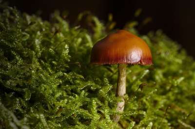 蘑菇 苔藓 菌 菌类 秋天 森林 屏幕真菌