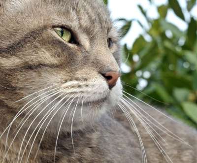 猫 特写 老虎 灰色 家畜