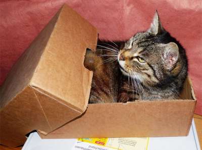猫 老虎 家畜 动物 纸盒 睡觉的地方 拥抱的地方 准备发货