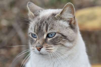 猫 肖像猫 猫的耳朵 鼻子的猫 胡子的猫 粉红色鼻子的猫 猫科动物