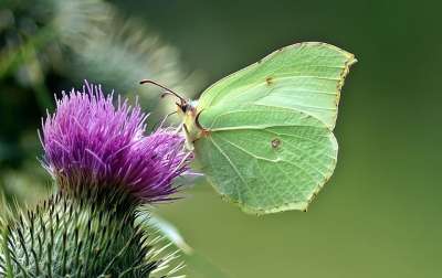 Gonepteryx Rhamni 蝴蝶 夏天 春天 黄色 蓟 自然