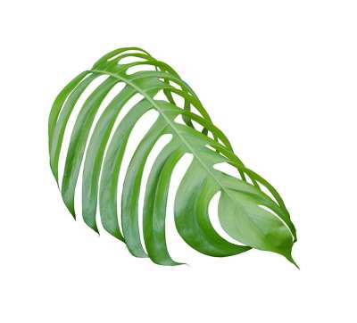 棕榈 叶子 绿色 植物学 异国情调 椰子 热带 叶 枝杈 树