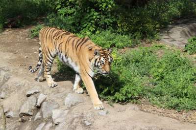 动物 老虎 哺乳动物 动物群 猫科动物 动物园 大猫 野生动物