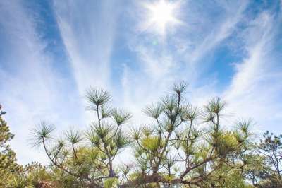 山 景观 自然 背景 美丽的 森林 公园 户外的 树 日出