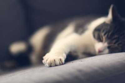 动物 猫 小猫 爪子 毛皮 可爱的 国内的 猫科动物 基蒂