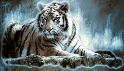 Bengaltiger 老虎 大猫 危险的 捕食者 猫 野猫 生物