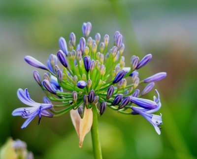 Agapanthus 花 小花 芽 蓝色的 纤巧 花园 绿色小花