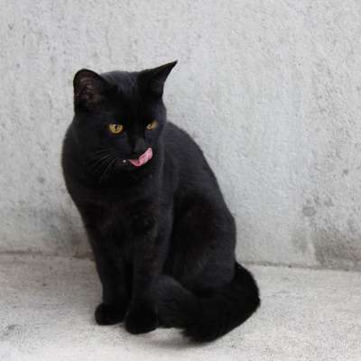 猫 动物 黑色的