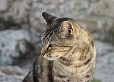 猫 头 肖像 Katzenkopf 猫脸 关闭 看法 家猫 猫眼