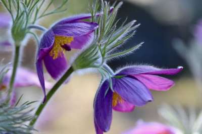 Pasque 花 白蜡花 开花 紫色 紫色的 春天的花朵 毛茛