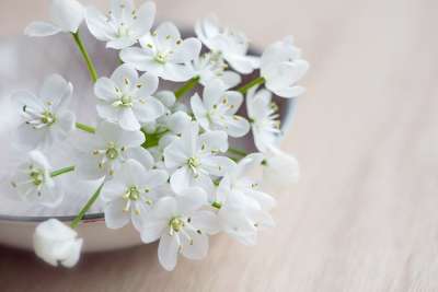 花 开花 白色的 白色的花 壳 韭菜花 投标 小花 春天 关闭
