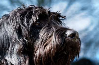 小狗 狗 家畜 Labradoodle 巨型雪纳瑞 雪纳瑞犬