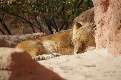 母狮 动物园 太阳 睡觉 捕食者 野生动物 非洲 猫 苹果浏览器