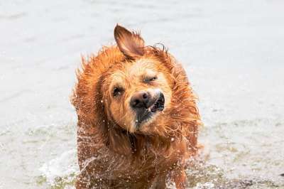 狗 金毛猎犬 水 游泳 摇 乐趣 宠物 犬类 动物 哺乳动物