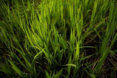 草 原野 刀片 春天 院子 草地 后院 花园 地球 土地