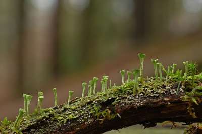 森林 杯苔藓 苔藓 自然 关闭 宏